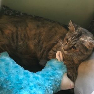 Meet your Posher, Bailey